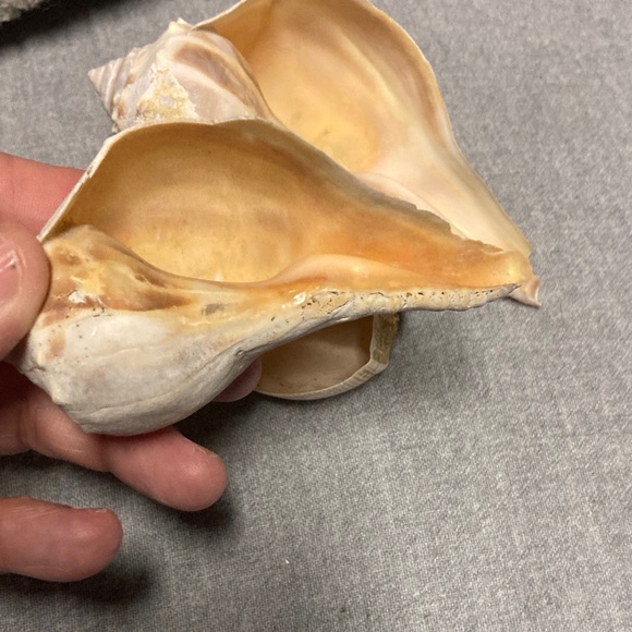 Seashells - Picture 7 of 7